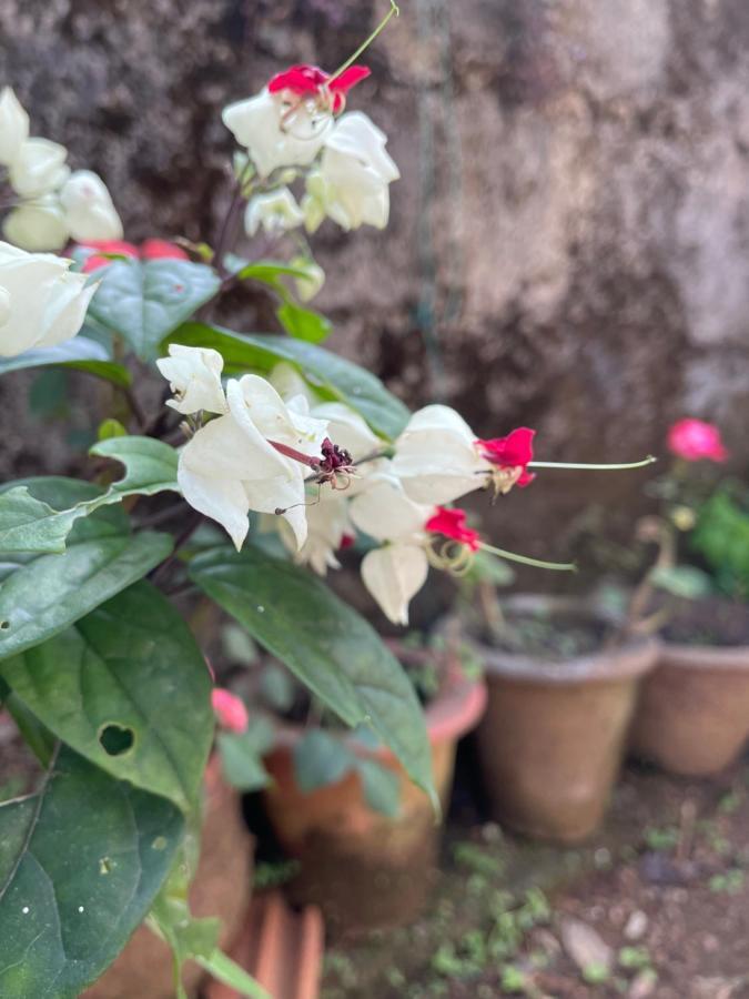 מדיקרי Sandev Homestay מראה חיצוני תמונה